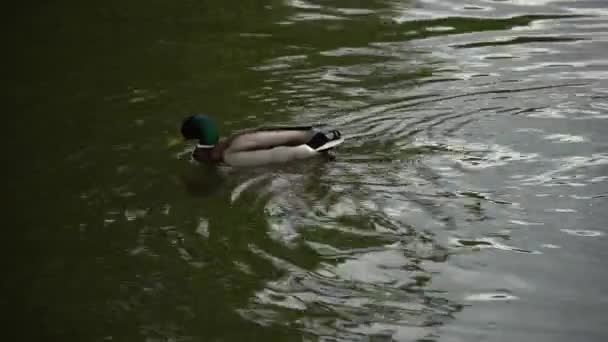 Πάπια Μάλαρντ κολύμπι στη λίμνη, κοντινό, φύση πράσινο πουλί άγριας ζωής, 4K κίνηση — Αρχείο Βίντεο