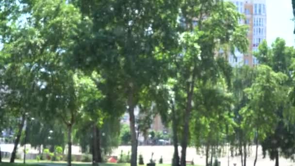 Populier pluis met wind, zonnige dag in het openbare park. Vliegende witte populier fluff. Mooie groene blad op de tak van een boom met de zon achtergrondverlichting — Stockvideo