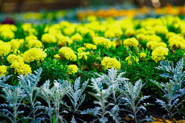 Camas de flores coloridas e verão Jardim formal, flores close-up — Fotografia de Stock