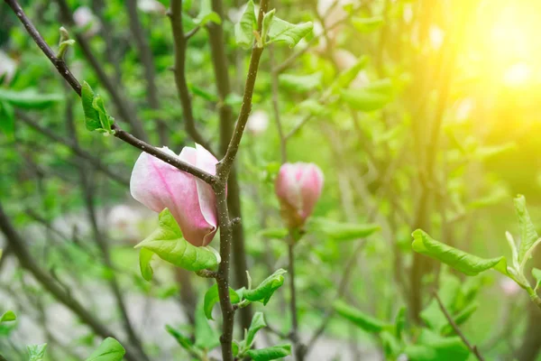Magnólia cabeça de árvore. Magnolias cor-de-rosa no dia da primavera. Magnolias cor-de-rosa bonitas no fundo do céu azul. Floração flores Magnolia e botões deslumbrantes na temporada de primavera. Cores mais quentes de flores de magnólia . — Fotografia de Stock