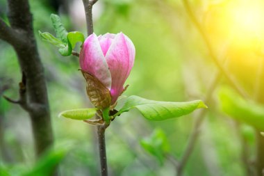 Manolya ağacı kafası. Bahar da pembe manolyalar. Mavi gökyüzü arka plan üzerinde güzel pembe manolyalar. Bahar sezonunda Çiçekaçan Magnolia çiçekleri ve çarpıcı tomurcukları. Manolya çiçeklerinin en sıcak renkleri.