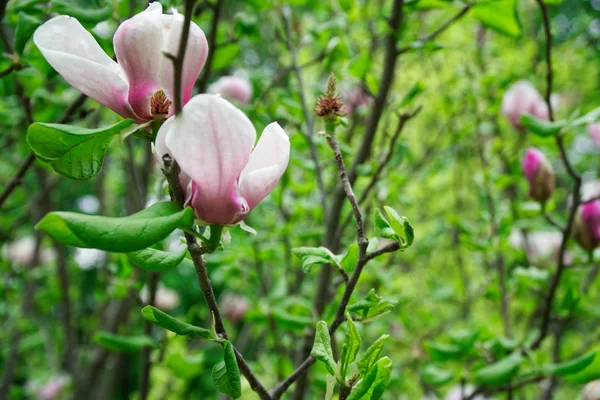 Το κεφάλι της Μανόλια. Ροζ μανόλιες την ημέρα της άνοιξης. Όμορφες ροζ μανόλιες στον γαλάζιο ουρανό. Ανθοφορία άνθη μανόλια και εκπληκτικά μπουμπούκια στην εποχή της άνοιξης. Θερμότερα χρώματα των λουλουδιών μανόλια. — Φωτογραφία Αρχείου