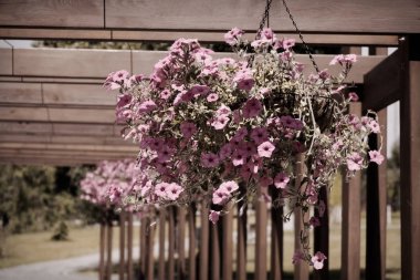 Çiçek ve çiçeksak bitki, ahşap saksı da büyüyen bitki