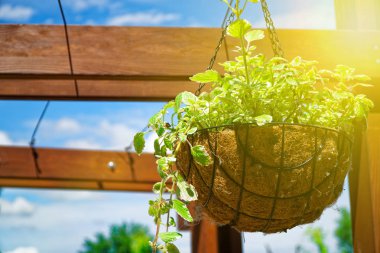 Çiçek ve çiçekli bitki, ahşap saksı bitki yetiştirme. Güneş Işın ışıkları.