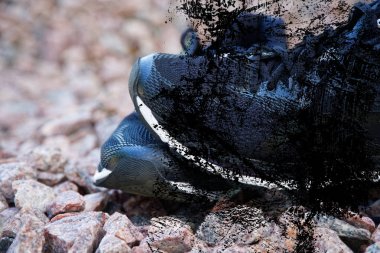 Antrenmandan önce koşu ayakkabıları. Parkta koşu ayakkabıları, yakın çekim ayakkabılar. Spor aktif açık yaşam tarzı kavramı. Web sitesi üstbilgi tasarımı için yatay fotoğraf afişi