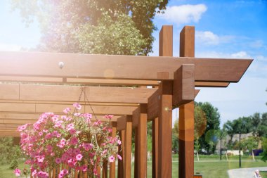 Çiçek ve çiçekli bitki, ahşap saksı bitki yetiştirme. Güneş Işın ışıkları.