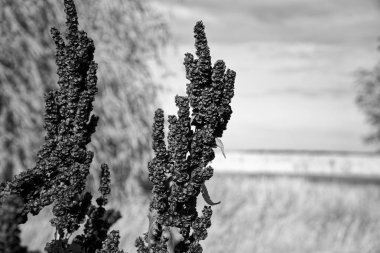 Tahıl Sorgum otu, kırmızı ot, defokus arka plan