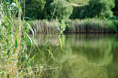 Sazlık lar ve bulutlar gölet, romantik ruh hali taze nefes yansıtır