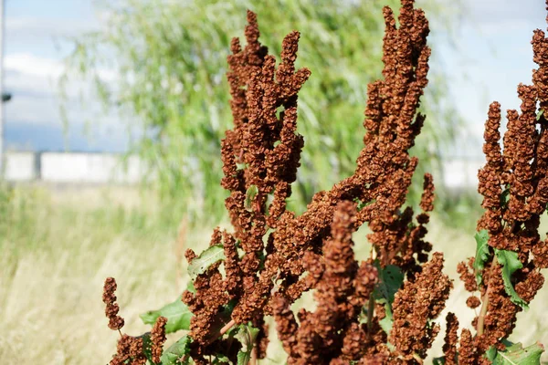 Granos Hierba de sorgo, hierba roja, fondo desenfocado — Foto de Stock