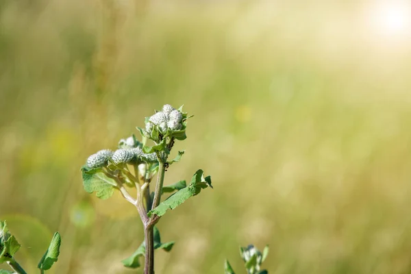 Bardana Closed Inflorescence, Arctium tomentosum, fundo desfocado — Fotografia de Stock