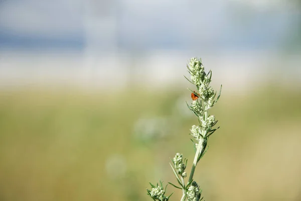 Bardana y mariquita Inflorescencia cerrada, Arctium tomentosum, fondo desenfocado — Foto de Stock