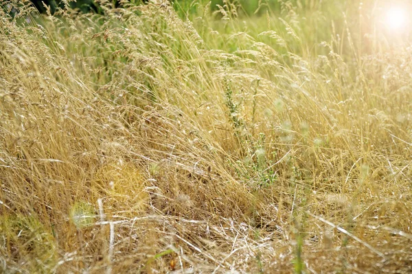 Campo amarillo de hierba durante la puesta del sol. Campo de hierba seca . — Foto de Stock