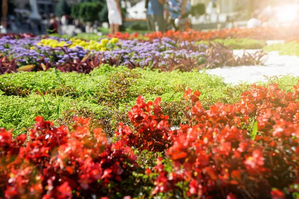 Cama de flores com diferentes flores e decoração na grama — Fotografia de Stock