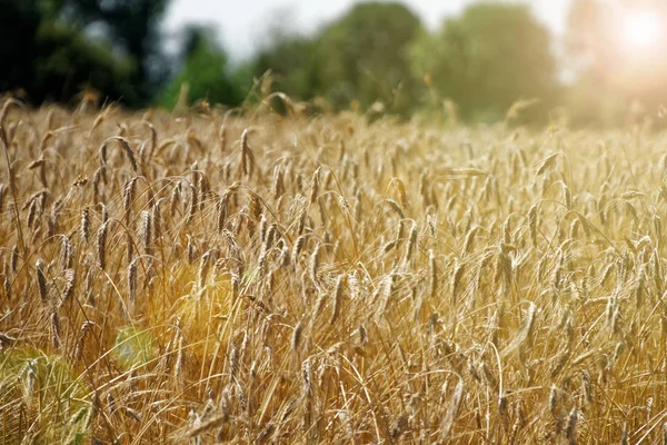 Campo de trigo. Fondo de madurez espigas de trigo. Cosecha y concepto alimentario — Foto de Stock