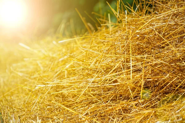Campo de trigo. Fondo de madurez espigas de trigo. Cosecha y concepto alimentario — Foto de Stock