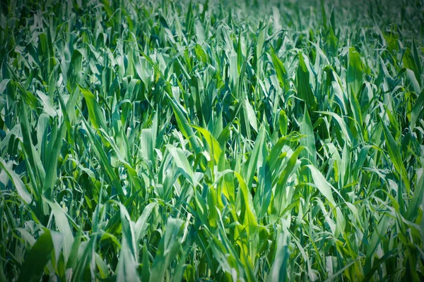 Maíz cultivado en tierras de cultivo, campo de maíz verde, campo de cosecha — Foto de Stock