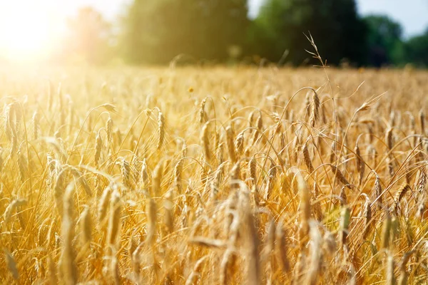 Campo de trigo. Fondo de madurez espigas de trigo. Cosecha y concepto alimentario — Foto de Stock