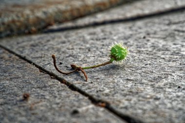 Taş kaldırımda kıllı kestane. Düşük açı çekim