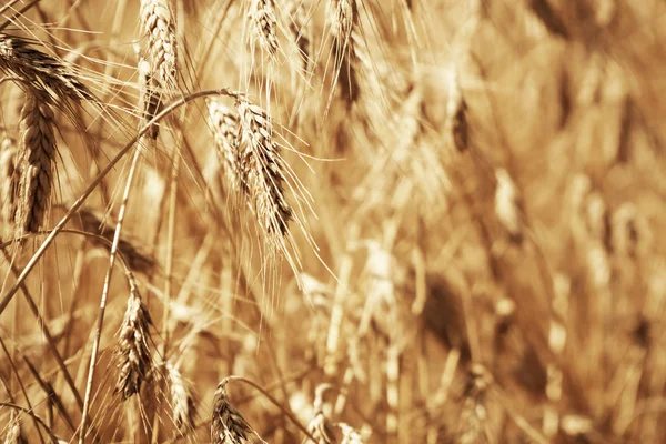 Campo de trigo. Fondo de madurez espigas de trigo. Cosecha y concepto alimentario — Foto de Stock