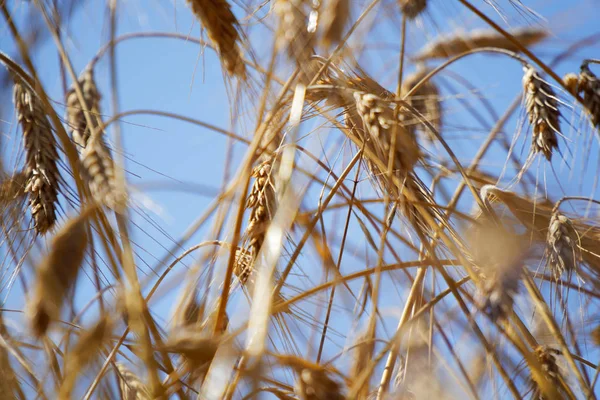 Campo de trigo. Fondo de madurez espigas de trigo. Cosecha y concepto alimentario — Foto de Stock