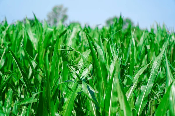 Maíz cultivado en tierras de cultivo, campo de maíz verde, campo de cosecha — Foto de Stock