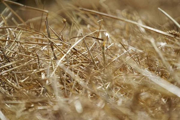 Campo de trigo. Fondo de madurez espigas de trigo. Cosecha y concepto alimentario — Foto de Stock