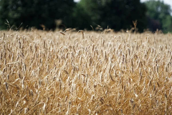 Campo de trigo. Fondo de madurez espigas de trigo. Cosecha y concepto alimentario — Foto de Stock