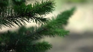 Sonbahar ormanında çam iğnelerinin parlak dalı. Ormanlık alanda kabarık çam ağacı dalı. Doğa rezerv yaban hayatı bitkileri ile güzel bir ortam. Derin ormanda köknar ağacı.