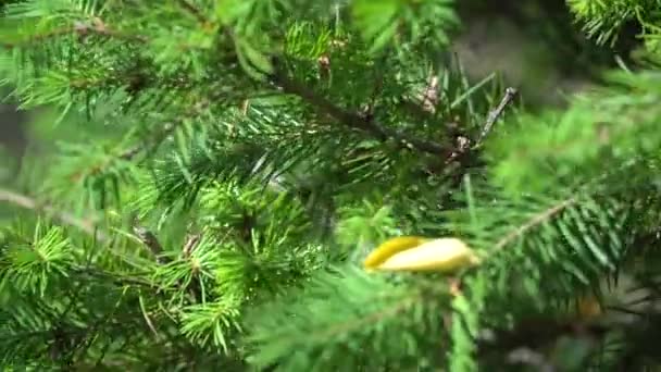 Bright branch of pine needles in fall forest. Fluffy pine tree branch in woodland. Beautiful environment with wildlife plants in nature reserve. Fir tree in deep forest. — Stock Video