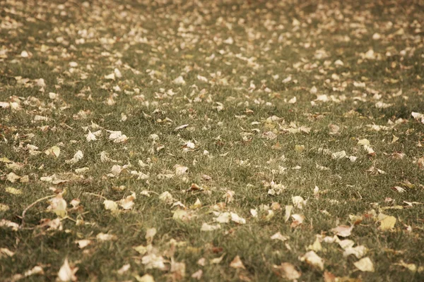 Folhas Outono Grama Verde Paisagem Queda — Fotografia de Stock