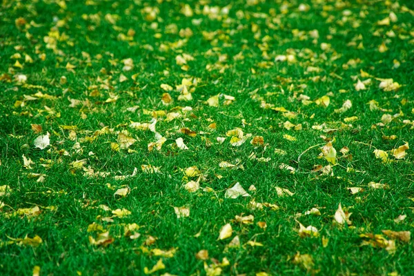 Folhas Outono Grama Verde Paisagem Queda — Fotografia de Stock