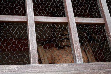 Zırhlı bir savaş tanrısı olan Bishamonten Heykeli. Ya da kötülerin cezalandırıcısı..