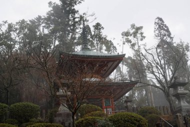 Sonbahar güneşli bir günde canlı kırmızı akçaağaç.