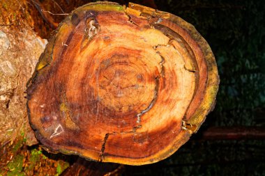 Kamu parkında yeni kesilmiş tahta kütükler, ölü odun temizliği.