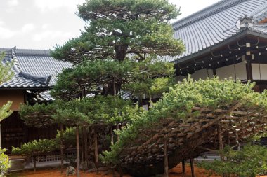 Japonya 'nın Kyoto kentindeki Kinkakuji Tapınağı (Altın Pavyon) arkadan görülmektedir..