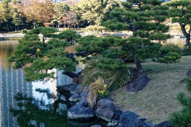 Tokyo sonbaharda çok temiz bir halk parkı renkli yapraklarla, Japon kültürüyle.