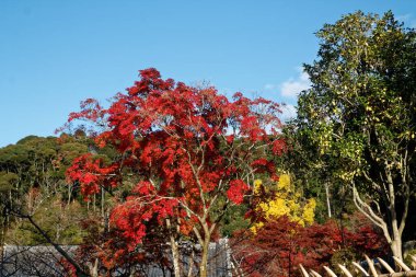 Sonbahar güneşli bir günde canlı kırmızı akçaağaç.