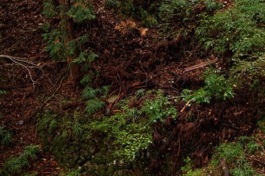 Tokyo 'da yeşil taçlı bir halk parkı. Gölgeler ve sessizlik
