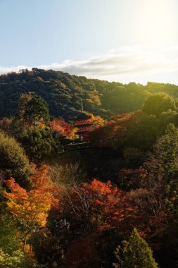 Tokyo sonbaharda çok temiz bir halk parkı renkli yapraklarla, Japon kültürüyle.