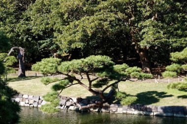 Tokyo sonbaharda çok temiz bir halk parkı renkli yapraklarla, Japon kültürüyle.