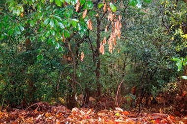 Parkın eski ağaç kökleri Kaynak Sybmol.