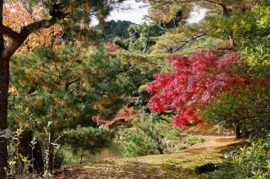 Sonbahar güneşli bir günde canlı kırmızı akçaağaç.