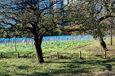 Tokyo 'daki şehir merkezinde. Kamu parkından görüntü. Tokyo 'dan Skyline.