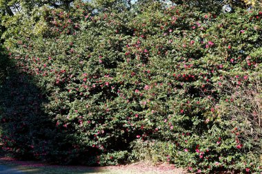 Tokyo 'da yeşil taçlı bir halk parkı. Gölgeler ve sessizlik