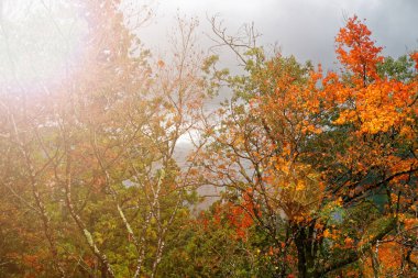 Tokyo 'da yeşil taçlı bir halk parkı. Gölgeler ve sessizlik