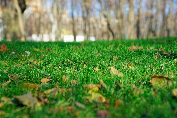 Rumput Segar Dengan Batang Tertutup Dan Bunga Bunga Lapangan — Stok Foto