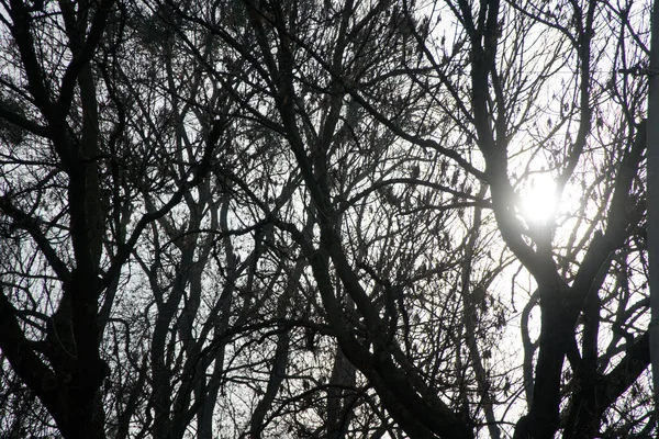 Sun Breaks Branches Trees Beautiful Morning Scene Sun Rays Break — Stock Photo, Image