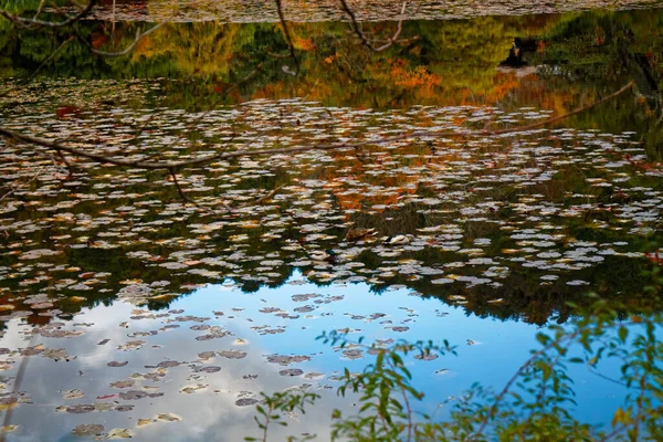 Rotes Laub Der Nähe Des Teiches Mit Baumreflexion Wasser Landschaft — Stockfoto