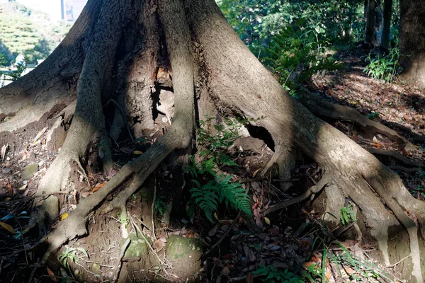 Public Park Dans Les Arbres Tokyo Avec Couronne Verte Ombres — Photo