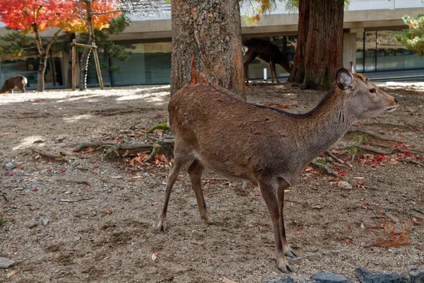 Ciervos Parque Público Nara Osaka Japón — Foto de Stock